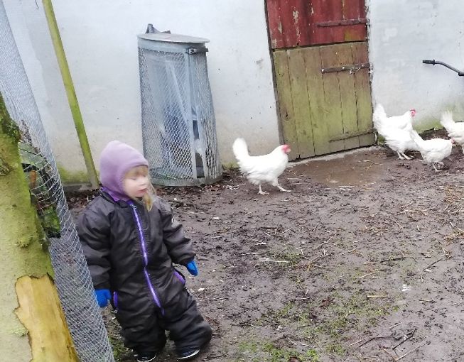 Vi har lukket hønsene ud og vi er ikke bange for mudder 😂😂